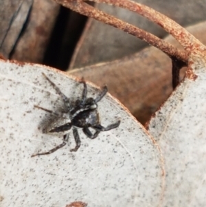 Jotus auripes at Carwoola, NSW - 5 Sep 2020