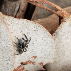 Jotus auripes at Carwoola, NSW - 5 Sep 2020