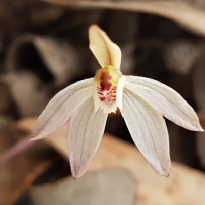 Caladenia fuscata (Dusky Fingers) at Carwoola, NSW - 5 Sep 2020 by tpreston