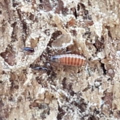 Oratemnus sp. (genus) (Atemnid Pseudoscorpion) at Carwoola, NSW - 5 Sep 2020 by tpreston