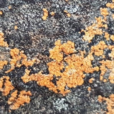 Caloplaca sp. (Firedot Lichen) at Carwoola, NSW - 5 Sep 2020 by trevorpreston