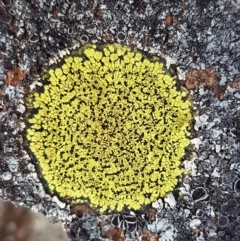 Rhizocarpon geographicum (Yellow Map Lichen) at Carwoola, NSW - 5 Sep 2020 by trevorpreston