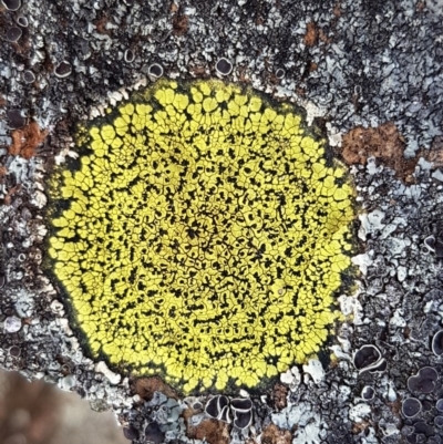 Rhizocarpon geographicum (Yellow Map Lichen) at Carwoola, NSW - 5 Sep 2020 by tpreston