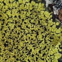 Rhizocarpon geographicum at Carwoola, NSW - 5 Sep 2020