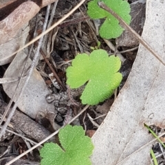 Hydrocotyle laxiflora (Stinking Pennywort) at Wanna Wanna Nature Reserve - 5 Sep 2020 by tpreston