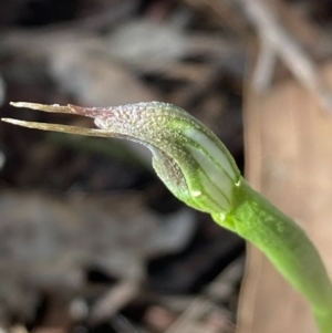 Pterostylis pedunculata at Urila, NSW - suppressed