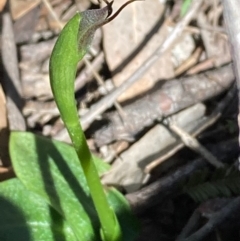 Pterostylis pedunculata at Urila, NSW - suppressed