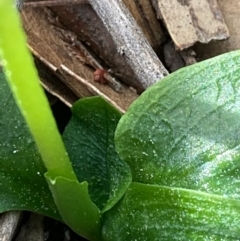 Pterostylis pedunculata at Urila, NSW - suppressed