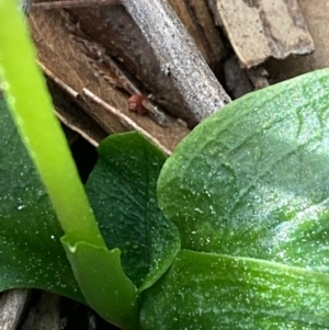 Pterostylis pedunculata at Urila, NSW - suppressed