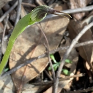 Pterostylis pedunculata at Urila, NSW - suppressed