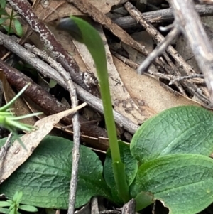 Pterostylis pedunculata at Urila, NSW - suppressed