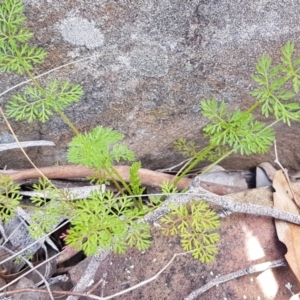 Daucus glochidiatus at Carwoola, NSW - 5 Sep 2020