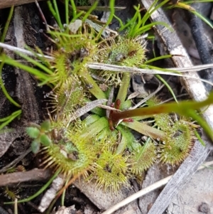 Drosera sp. at Carwoola, NSW - 5 Sep 2020 10:24 AM