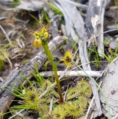 Drosera sp. at Carwoola, NSW - 5 Sep 2020 10:24 AM