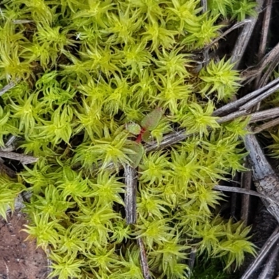 Barbula sp. at Carwoola, NSW - 5 Sep 2020 by tpreston