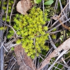 Barbula sp. at Carwoola, NSW - 5 Sep 2020