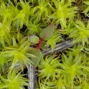 Barbula sp. at Carwoola, NSW - 5 Sep 2020 10:22 AM