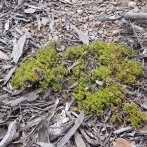 Styphelia humifusum at Carwoola, NSW - 5 Sep 2020