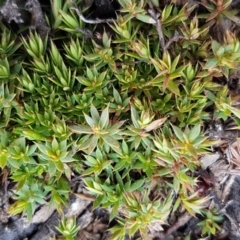 Styphelia humifusum at Carwoola, NSW - 5 Sep 2020