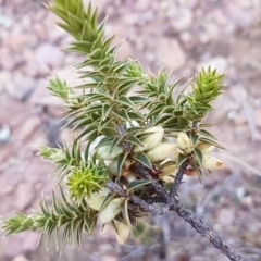 Melichrus urceolatus (Urn Heath) at Wanna Wanna Nature Reserve - 5 Sep 2020 by tpreston