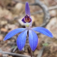 Cyanicula caerulea (Blue Fingers, Blue Fairies) at Wanna Wanna Nature Reserve - 5 Sep 2020 by tpreston