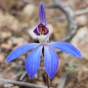 Cyanicula caerulea at Carwoola, NSW - 5 Sep 2020