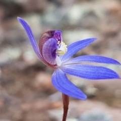 Cyanicula caerulea at Carwoola, NSW - suppressed