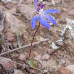 Cyanicula caerulea at Carwoola, NSW - 5 Sep 2020