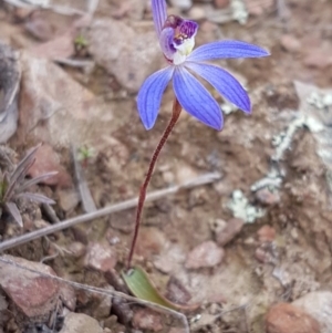 Cyanicula caerulea at Carwoola, NSW - suppressed