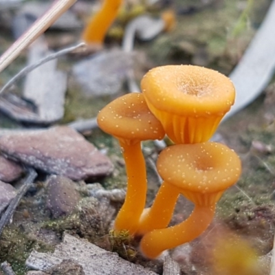 Lichenomphalia chromacea (Yellow Navel) at Carwoola, NSW - 5 Sep 2020 by tpreston