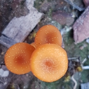 Lichenomphalia chromacea at Carwoola, NSW - 5 Sep 2020