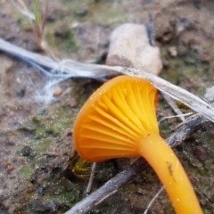 Lichenomphalia chromacea at Carwoola, NSW - 5 Sep 2020