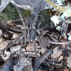 Tasmanicosa sp. (genus) (Tasmanicosa wolf spider) at Carwoola, NSW - 5 Sep 2020 by trevorpreston