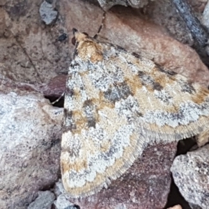 Dichromodes disputata at Carwoola, NSW - 5 Sep 2020