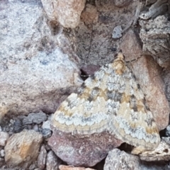 Dichromodes disputata at Carwoola, NSW - 5 Sep 2020