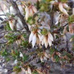 Styphelia fletcheri subsp. brevisepala (Twin Flower Beard-Heath) at Carwoola, NSW - 5 Sep 2020 by trevorpreston