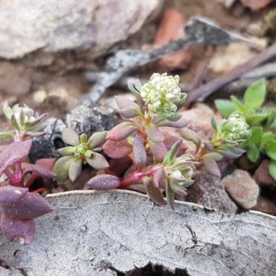 Poranthera microphylla (Small Poranthera) at Carwoola, NSW - 5 Sep 2020 by tpreston