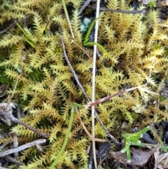 Triquetrella (A trailing moss) at Carwoola, NSW - 5 Sep 2020 by trevorpreston