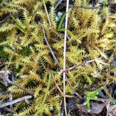 Triquetrella (A trailing moss) at Carwoola, NSW - 5 Sep 2020 by trevorpreston