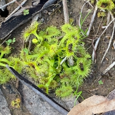 Drosera sp. (A Sundew) at Bruce, ACT - 4 Sep 2020 by JVR