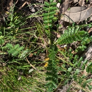 Acaena sp. at Bruce, ACT - 4 Sep 2020