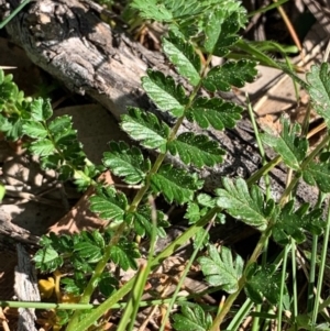 Acaena sp. at Bruce, ACT - 4 Sep 2020