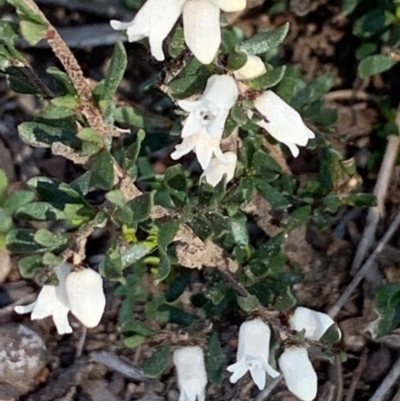 Cryptandra amara (Bitter Cryptandra) at Flea Bog Flat, Bruce - 4 Sep 2020 by JVR