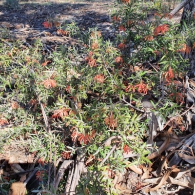 Grevillea (genus) (Grevillea) at Hughes, ACT - 5 Sep 2020 by TomT