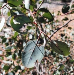 Eucalyptus polyanthemos (Red Box) at Hughes, ACT - 5 Sep 2020 by TomT