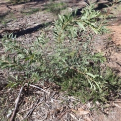 Acacia rubida (Red-stemmed Wattle, Red-leaved Wattle) at Hughes, ACT - 5 Sep 2020 by TomT