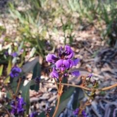 Hardenbergia violacea (False Sarsaparilla) at Hughes, ACT - 5 Sep 2020 by TomT