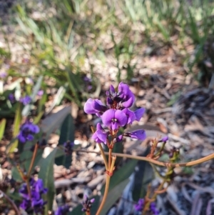 Hardenbergia violacea at Hughes, ACT - 5 Sep 2020 01:59 PM