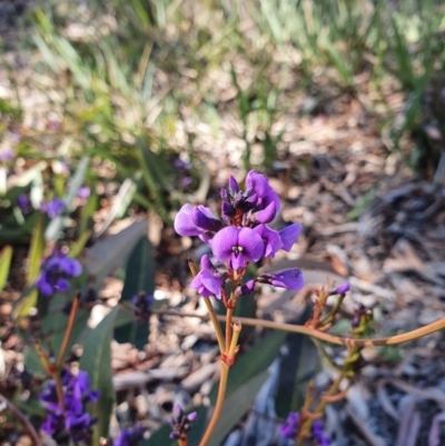 Hardenbergia violacea (False Sarsaparilla) at Hughes, ACT - 5 Sep 2020 by TomT