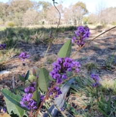 Hardenbergia violacea at Hughes, ACT - 5 Sep 2020 01:59 PM